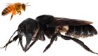 Esta enorme abeja fue redescubierta en Indonesia