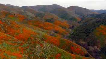 Un superflorecimiento inunda de amapolas naranjas el sur de California