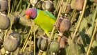 Pericos acaban con cultivos de amapola en la India