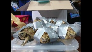 #ElDatoDeHoy: Encuentran tortugas en Filipinas