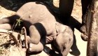 Tierno video de una mamá elefante y su bebé