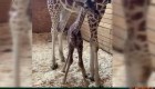 La jirafa April vuelve a ser mamá