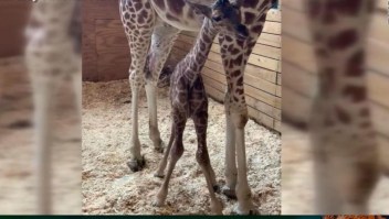 La jirafa April vuelve a ser mamá