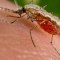 Primera vacuna malaria niños África