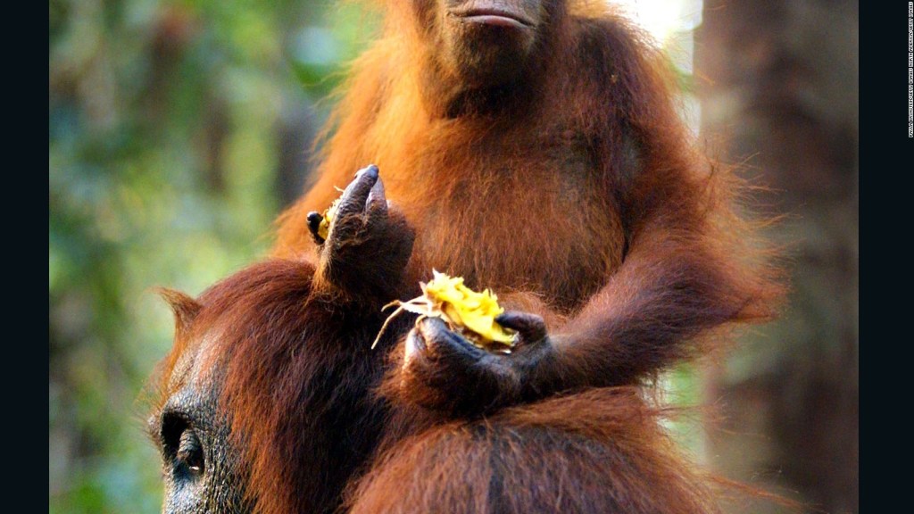 Astrofísica ayuda a orangutanes