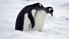 Antártida: Baja el nacimiento de pingüinos