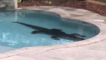 Caimán gigante quería fiesta en una piscina familiar