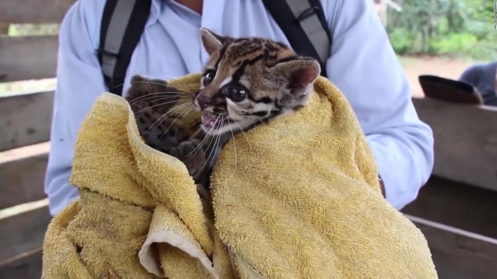 Rescatan a tigrillo en Ecuador