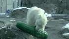 Le regalan un pepinillo gigante a osa polar en zoo