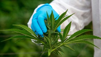 Usos y tratamientos medicinales del cannabis