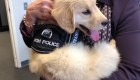 Adorable perrito policía es contratado para un trabajo noble