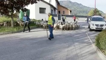 Escuela en Francia ve llegar a ovejas como alumnas