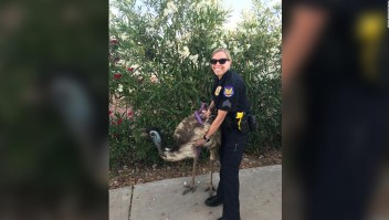 La policía salió al rescate de un Emu