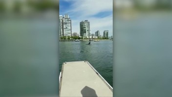 Una manada de orcas aparece en Vancouver
