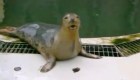 Una foca que puede "cantar"