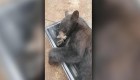 Un oso se refugia en un armario para echarse una siesta