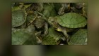 Confiscan miles de tortugas en aeropuerto de Malasia