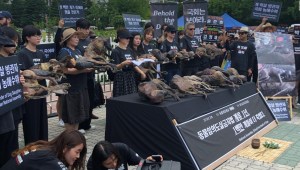 En Corea del Sur podría volverse ilegal consumir carne de perro