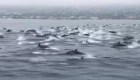 Captan en video una manada de delfines en California