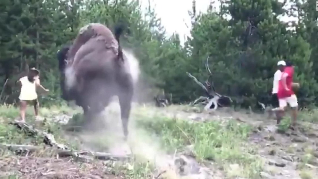 Video muestra ataque de bisonte a niña
