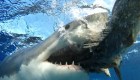 El tiburón más mortal promedia 314 ataques