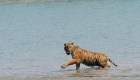 Aumenta la población de tigres en la India