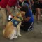 Terapia con perros para ayudar a las víctimas de El Paso