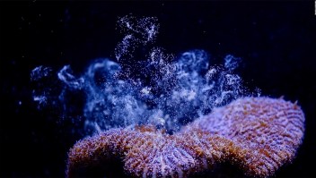 Mira cómo se procrean estos corales en un laboratorio