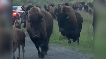 Estampida de bisontes ataca a un auto