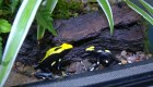 Exhiben en República Checa ranas doradas en peligro de extinción