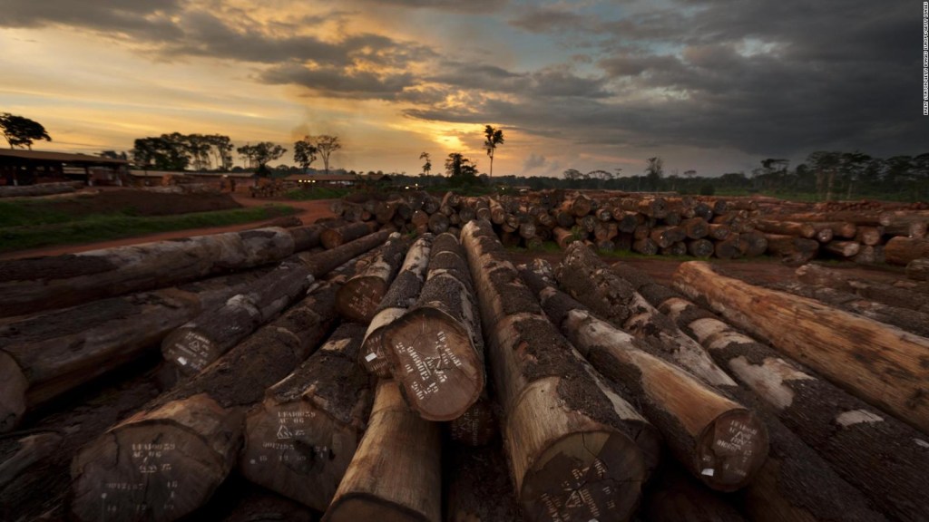 ¿Qué cinco países perdieron más hectáreas de árboles?