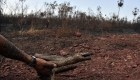 Activista de los animales habla del impacto de los incendios en la flora y fauna de Bolivia
