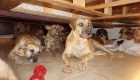 Mujer rescata a 97 perros para protegerlos de Dorian