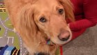 Un perro 'doctor' ayuda en la terapia de niños autistas