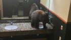 Mira el rescate de este oso del baño de un hotel