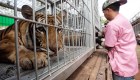 150 tigres tailandeses fueron rescatados y más de la mitad han muerto
