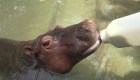 Nicaragua: falta de recursos complica cuidado de bebé hipopótamo