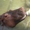 Nicaragua: falta de recursos complica cuidado de bebé hipopótamo