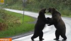 Dos osos pelean en medio de una carretera