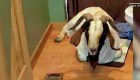 Cabra irrumpe en una casa y toma una siesta en el baño