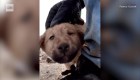 Rescatan a perro abandonado en operación de al-Baghdadi