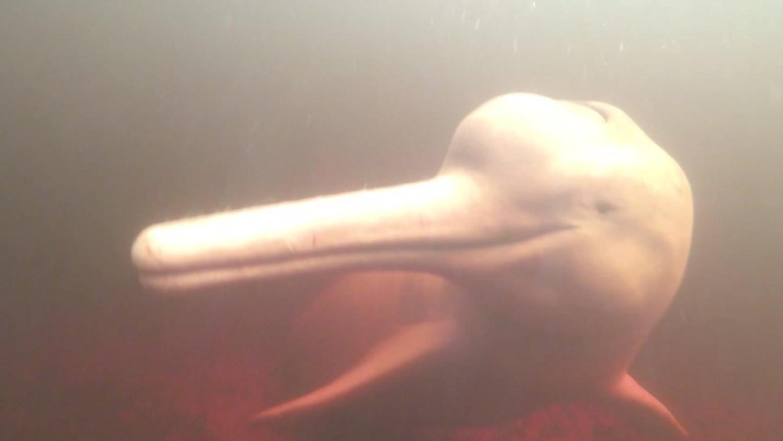 Presas y minería, mortales para delfines rosados del Amazonas