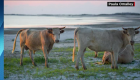 Aparecen tres vacas perdidas desde el paso del huracán Dorian