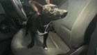 Perro chihuahua 'escapó' con el auto de su dueña