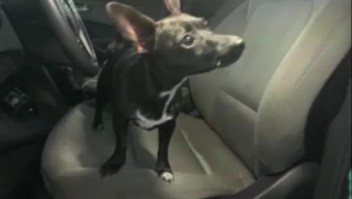 Perro chihuahua 'escapó' con el auto de su dueña