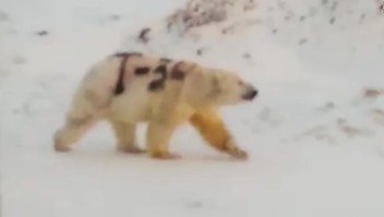 Expertos temen por la vida del oso polar pintado con graffiti