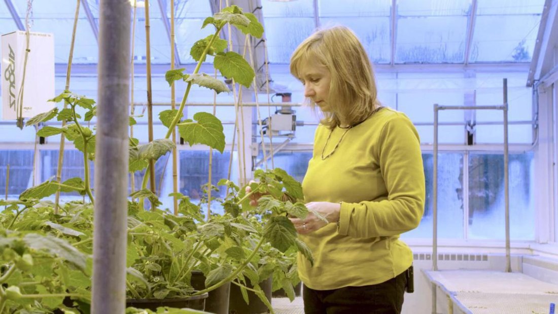Editan ADN de plantas para adaptarlas al cambio climático