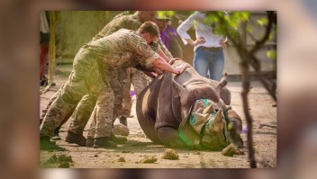 Militares británicos ayudan a transportar a animales en peligro de extinción