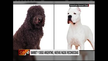El dogo argentino y el Barbet, reconocidos como razas puras