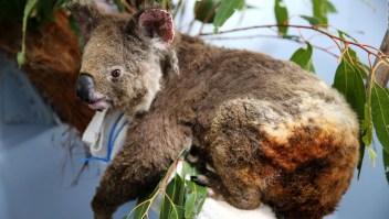 Australia: 500 millones de animales afectados